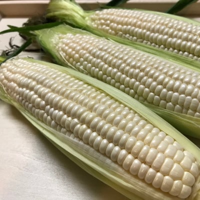 那須塩原市産 新鮮とうもろこしセット　8本　約2kg