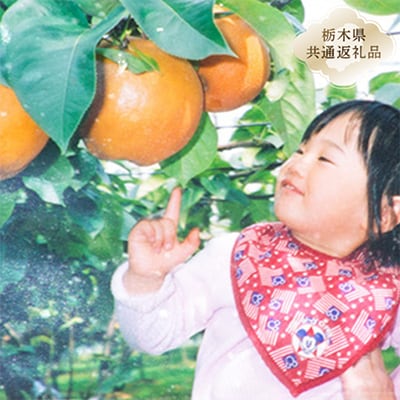 ジャンボにっこり梨(2個)【栃木県共通返礼品】