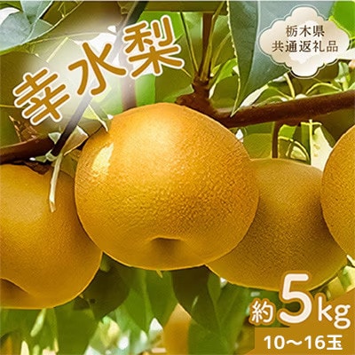 幸水梨　1箱(10個～16個)【栃木県共通返礼品】