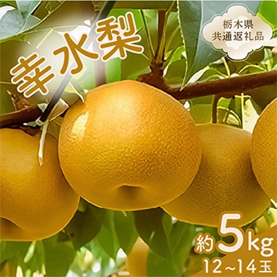 幸水梨　1箱(12個～14個)【栃木県共通返礼品】
