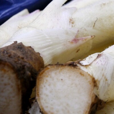 那須の春香(はるか)うど【軟化うど】約4kg
