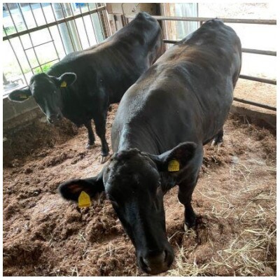 【栃木県立那須拓陽高校の生徒が丹精込めて育てた】とちぎ和牛サーロインステーキ用 250g×2枚