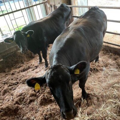 【栃木県立那須拓陽高校の生徒が丹精込めて育てた】とちぎ和牛肩ロースすき焼き用 500g