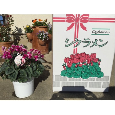 シクラメン　5号鉢