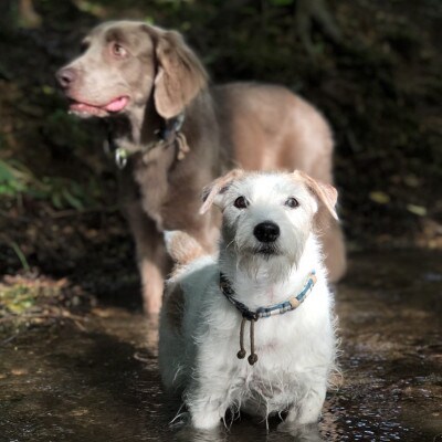 犬用虫よけカラー&エッセンシャルオイルセット　那須塩原オリジナル色(オレンジ×ブルー)　XLサイズ