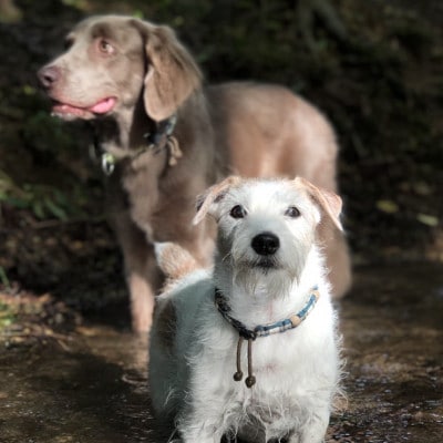 犬用虫よけカラー&エッセンシャルオイルセット　那須塩原オリジナル色(オレンジ×ブルー)　Lサイズ