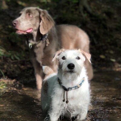犬用虫よけカラー&エッセンシャルオイルセット　那須塩原オリジナル色(オレンジ×ブルー)　Mサイズ