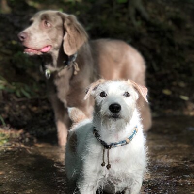 犬用虫よけカラー&エッセンシャルオイルセット　那須塩原オリジナル色(オレンジ×ブルー)　Sサイズ