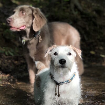 犬用虫よけカラー&エッセンシャルオイルセット　那須塩原オリジナル色(オレンジ×ブルー)　XSサイズ
