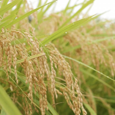 那須塩原市産コシヒカリ 精米10kg