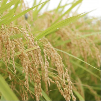 那須山麓ミネラル米(精米)5kg