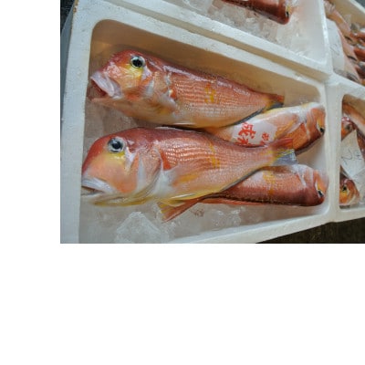匠の技・かぎ孫の若狭ぐじの昆布締め