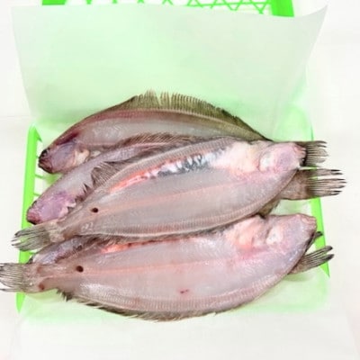 一夜干し鰈の中では有名なほんのりと甘くて上品な旨味の皇室献上の若狭かれは特に貴重品 お礼品詳細 ふるさと納税なら さとふる
