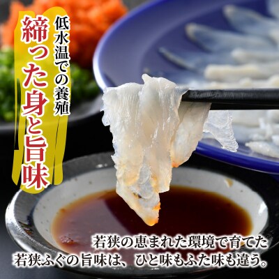 【2月上旬以降順次発送】若狭ふぐ刺しセット(4人前)
