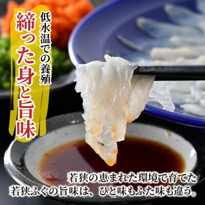 【2月上旬以降順次発送】若狭ふぐ刺し　たらふくセット(4人前～)