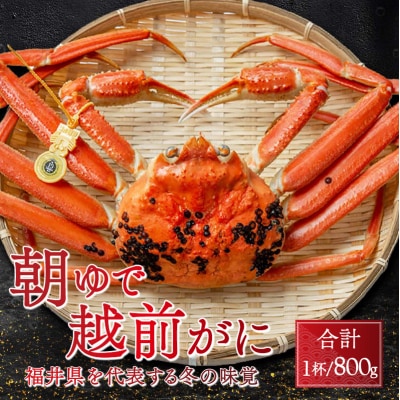 【先行受付】【2月上旬から順次発送】朝ゆで越前ガニ1杯【約800g】