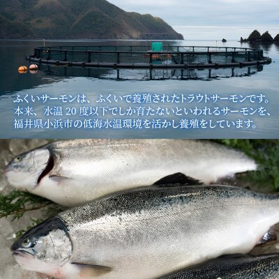 きれいな低水温の海で育った【ふくいサーモン】200g×6(合計1.2kg)