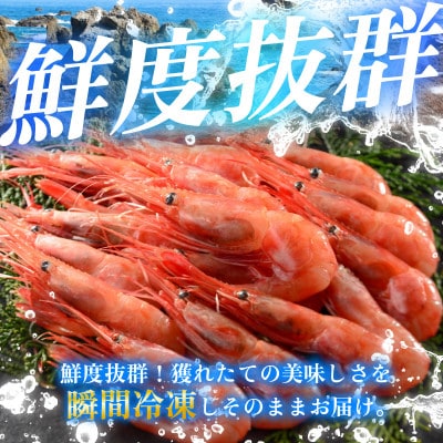 レビューキャンペーン中!とろける甘さ　ぷりぷり食感!　日本海甘えび　500g(約50尾)×1箱