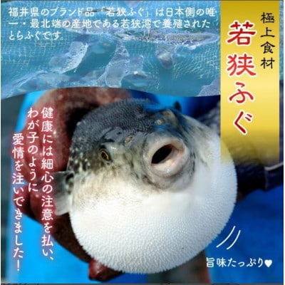 若狭ふぐ　「てっさ」と「てっさの炙り」のセット[4～5人前]