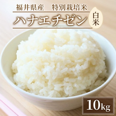 令和6年産　福井県産　特別栽培米ハナエチゼン(白米10kg)(一等米)