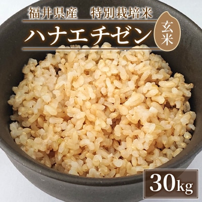令和6年産　福井県産ハナエチゼン(玄米30kg)若狭の恵のお米