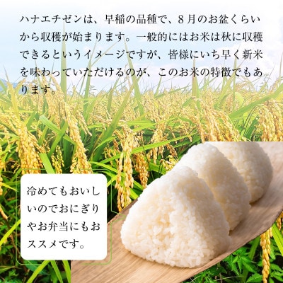 令和6年産　福井県産ハナエチゼン(玄米30kg)若狭の恵のお米