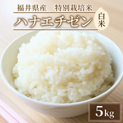 令和6年産　白米5kg　福井県産　特別栽培米ハナエチゼン　若狭の恵のお米(一等米)