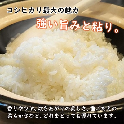 令和5年産 福井県産コシヒカリ(白米10kg)