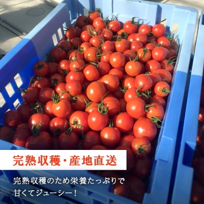 若狭の恵　めぐみでぃトマト　計3kg