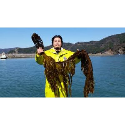 生わかめ 5kg
