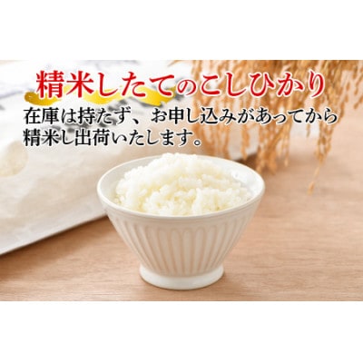 先行受付　令和7年産【農家直送米】福井こしひかり5kg　