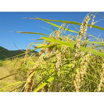 【新米】【令和7年産】福井県産コシヒカリ白米10kg