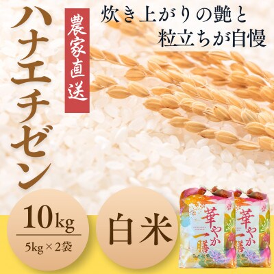 令和7年産新米　福井県産ハナエチゼン白米　10kg