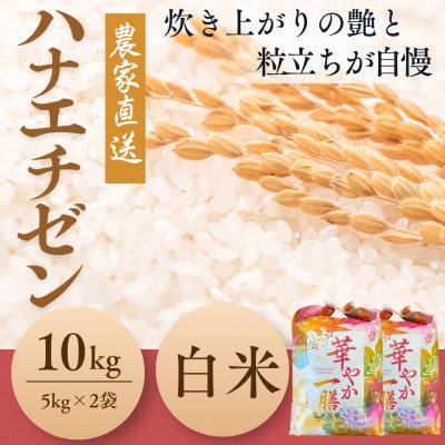 令和7年産新米・福井県産ハナエチゼン白米 10kg(5kg×2)