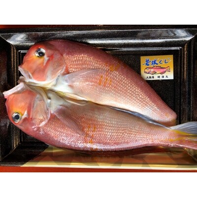 加福鮮魚 若狭ぐじ 一汐開き お礼品詳細 ふるさと納税なら さとふる
