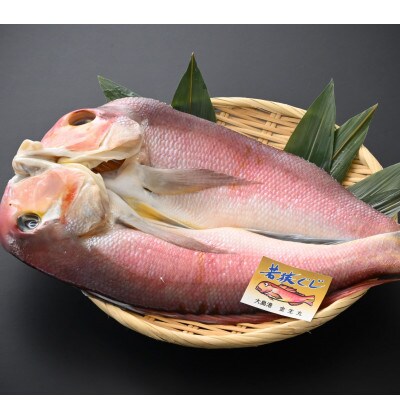 【2024年3月上旬発送】【加福鮮魚】若狭ぐじ　一汐開き