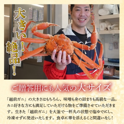 【加福鮮魚】「若狭小浜港産地直送」　越前ガニ(ズワイガニ)ボイル1杯