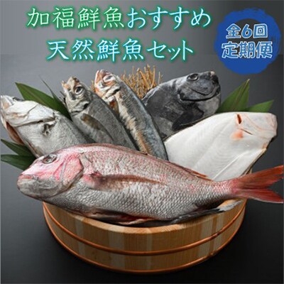 【2ヵ月毎定期便】「若狭小浜港産地直送」のお任せ天然鮮魚セット! 全6回
