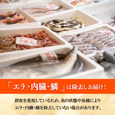 【2ヵ月毎定期便】「若狭小浜港産地直送」のお任せ天然鮮魚セット! 全6回
