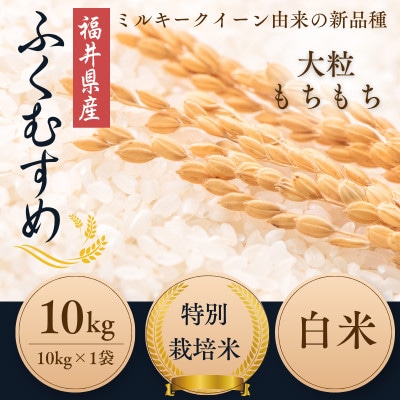 【令和7年産】福井県産ふくむすめ　特別栽培米　精米10kg　11月以降発送　今富の宝