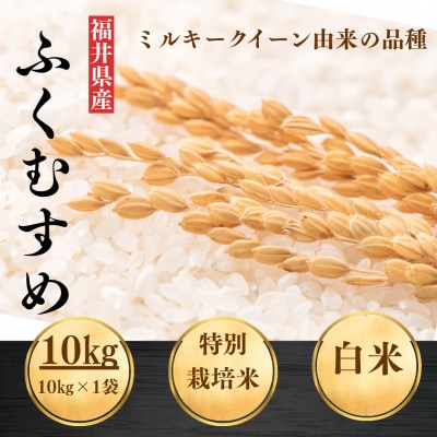 【令和8年産】福井県産ふくむすめ　特別栽培米　精米10kg　11月以降発送　今富の宝