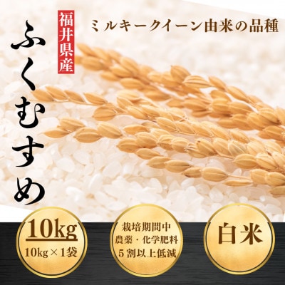 【令和8年産】福井県産ふくむすめ　精米10kg　11月以降発送　今富の宝
