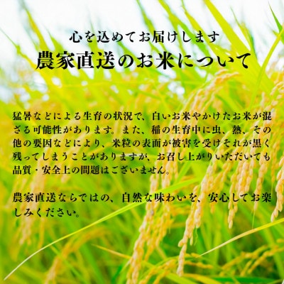 【令和8年産】福井県産ふくむすめ　特別栽培米　精米10kg　11月以降発送　今富の宝