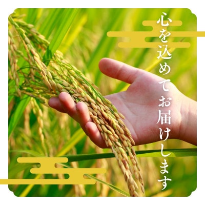 【令和7年産】福井県産ふくむすめ　特別栽培米　玄米20kg(10kg×2袋)11月以降発送　今富の宝