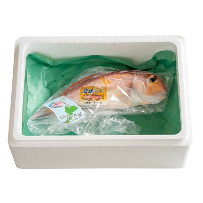 若狭グジの一塩仕立て 700g×1尾