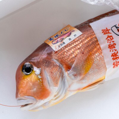 若狭グジの一塩仕立て 700g×1尾