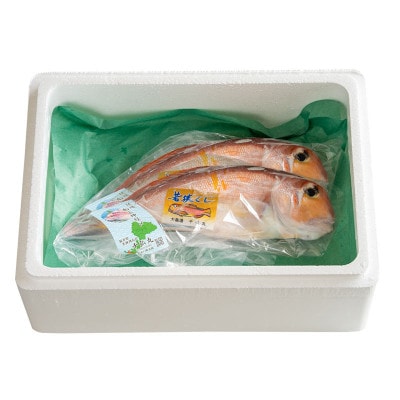 若狭グジの一塩仕立て 700g×2尾