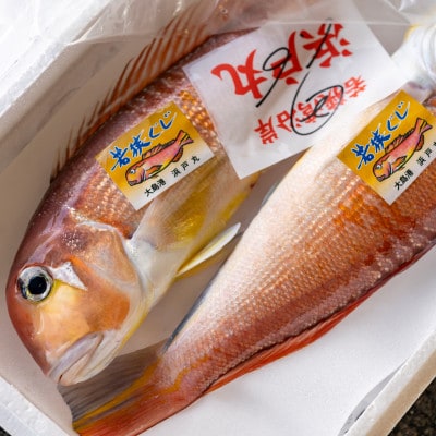 若狭グジの一塩仕立て 700g×2尾