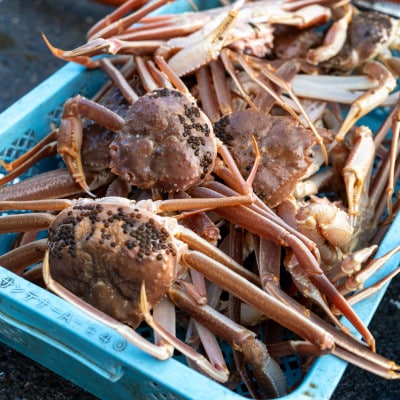 【年明け以降順次発送】越前がに (ズワイガニ)700g×3杯