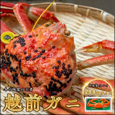 【年明け以降順次発送】越前がに (ズワイガニ)600g×1杯